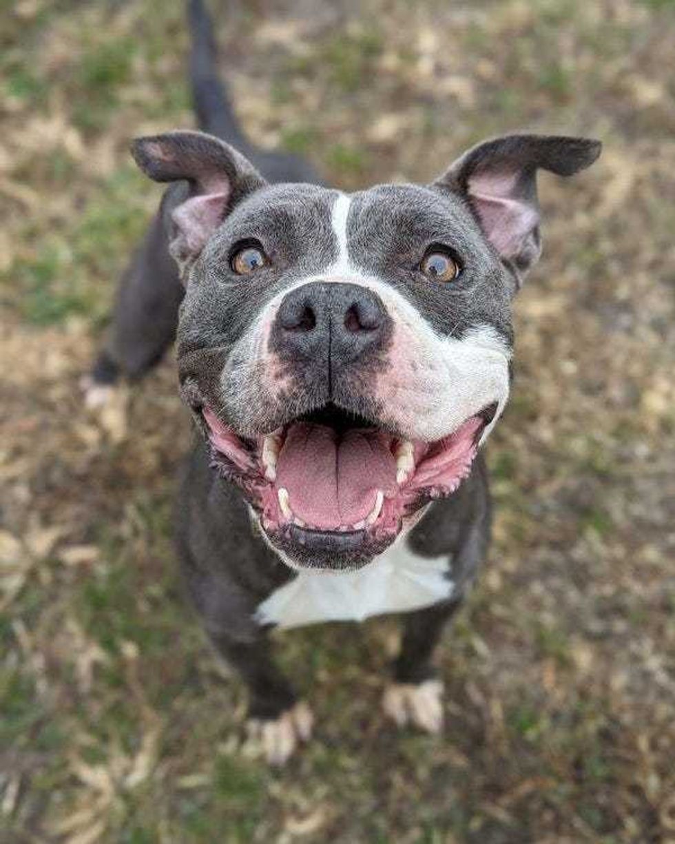 Brunch Queen Available for Adoption