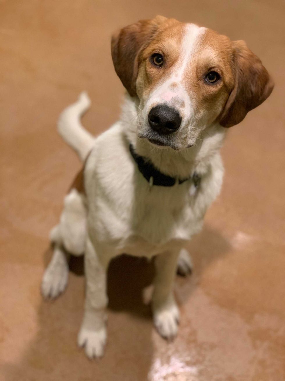 Bruno, a one-year-old Hound mix who is not shy about asking for belly rubs.