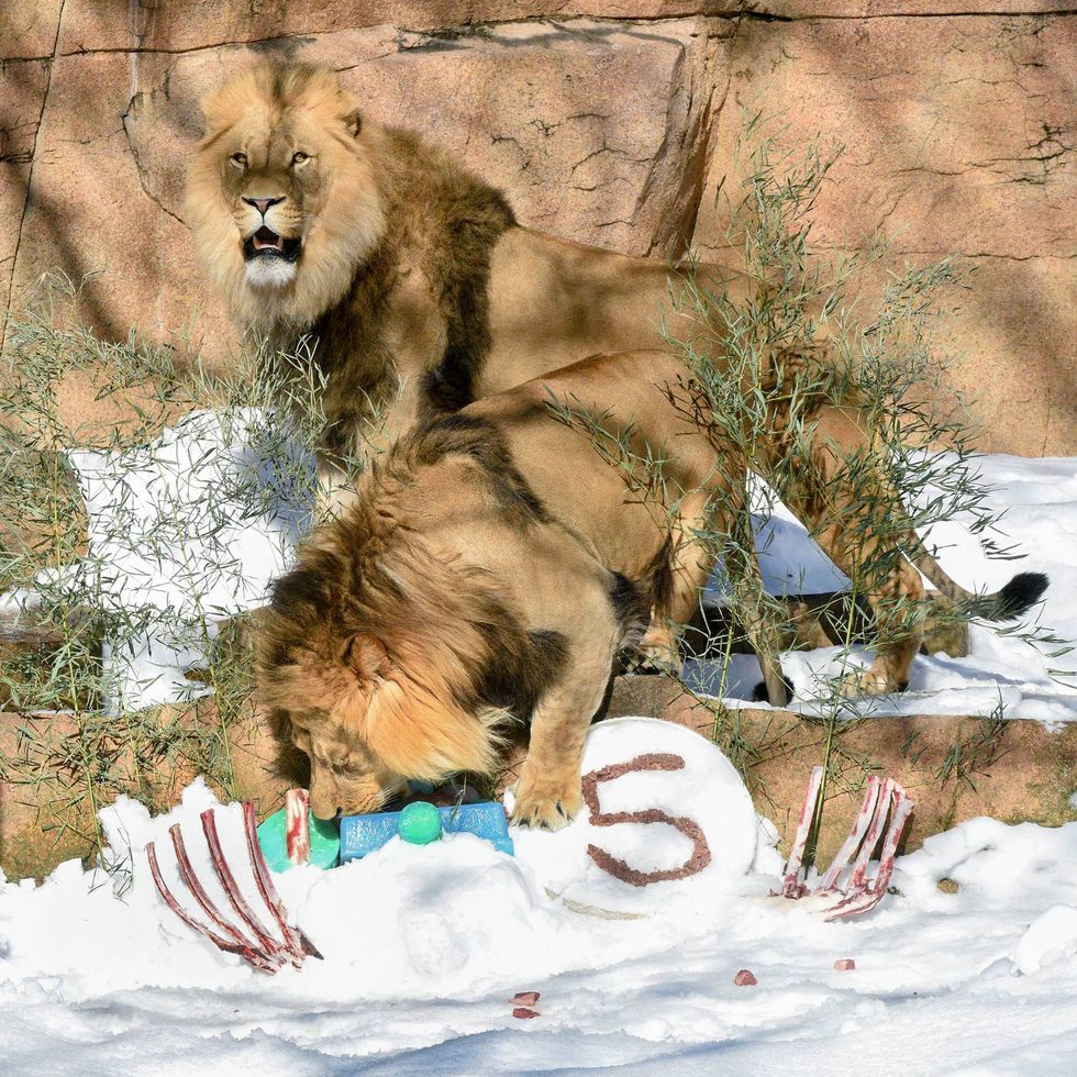 Brutus and Titus, Brookfield Zoo