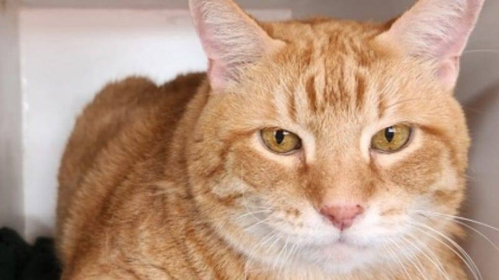 Brutus @ Austin Humane Society 7/17/24