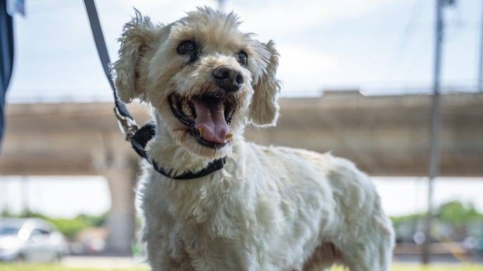 Bubba Gump @ Austin Humane Society 5/22/24