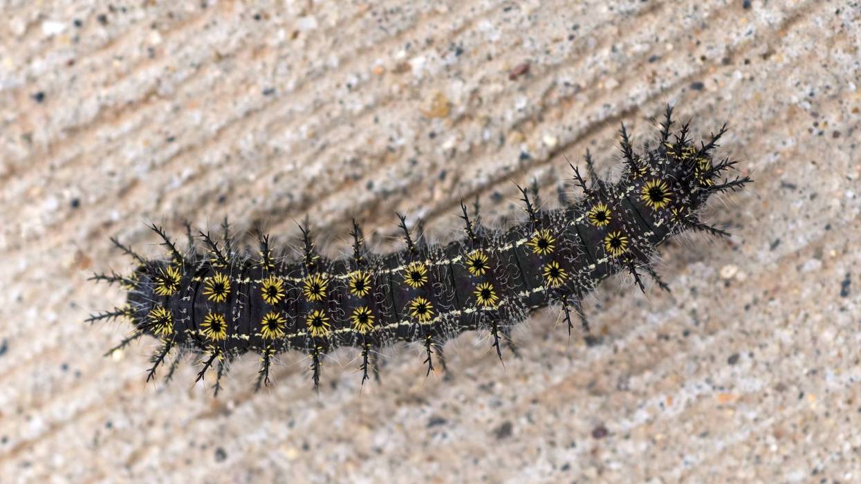 buckmoth caterpillar