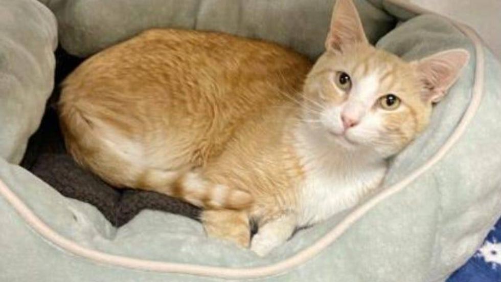 Buddy / Austin Humane Society 1/5/22