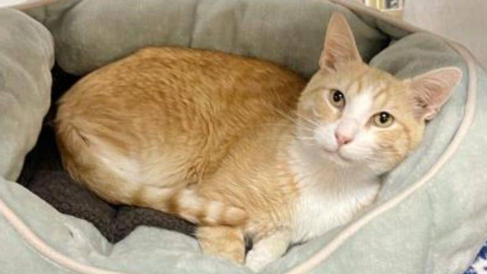 Buddy @ Austin Humane Society w/ Foster 12/28/22