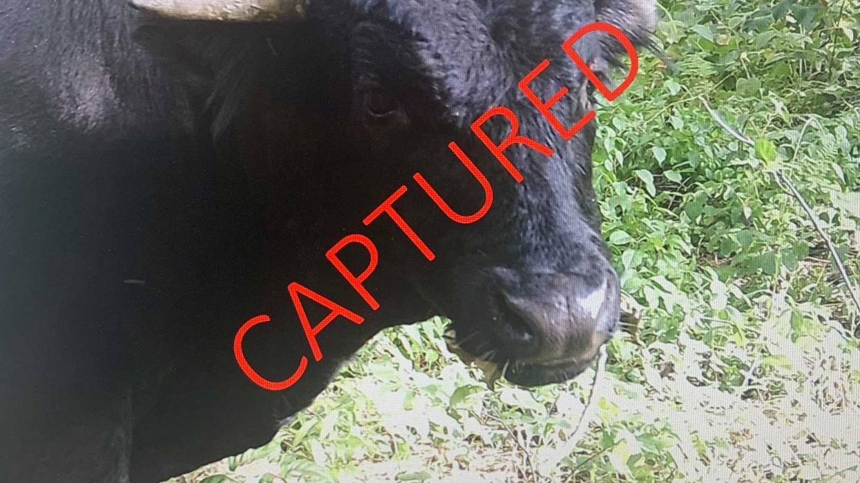 Buddy the Beefalo