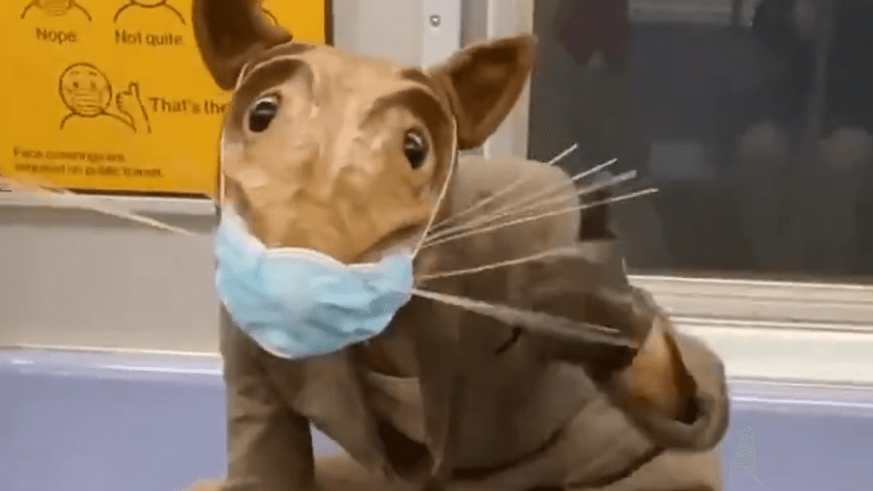 Buddy the Rat strikes again