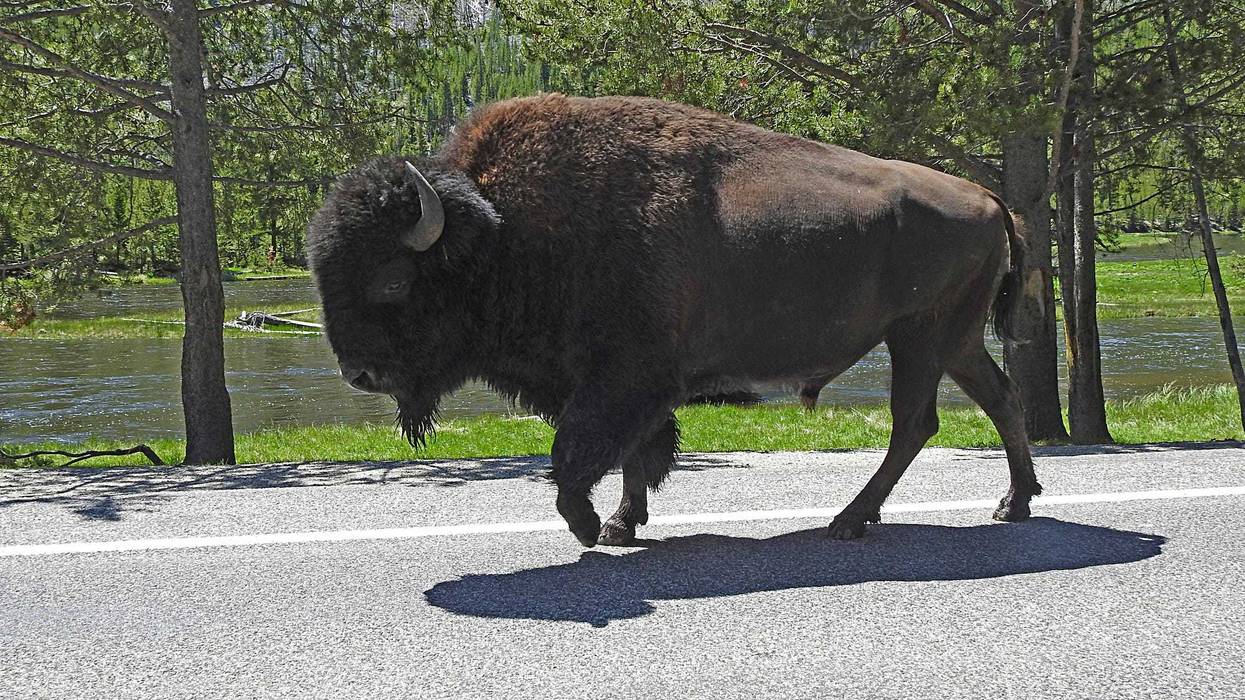buffalo along the road