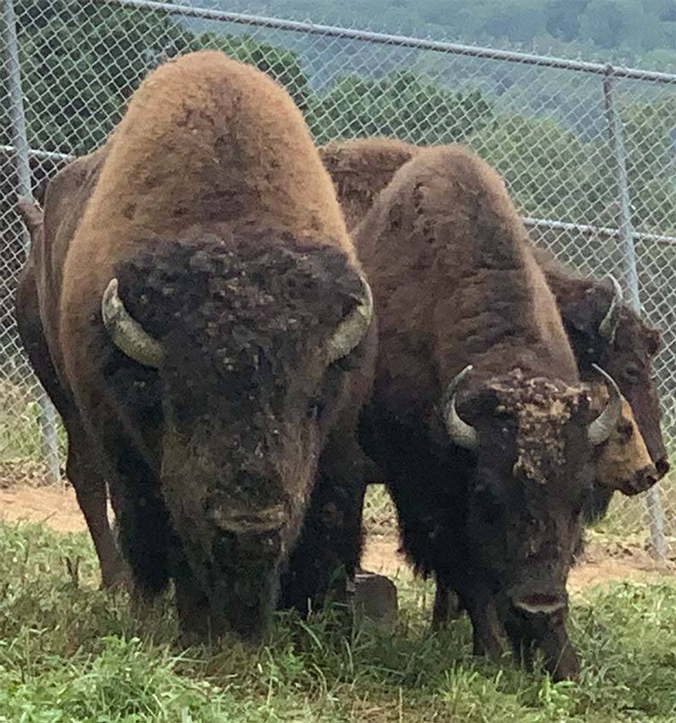 Buffalo in South Park