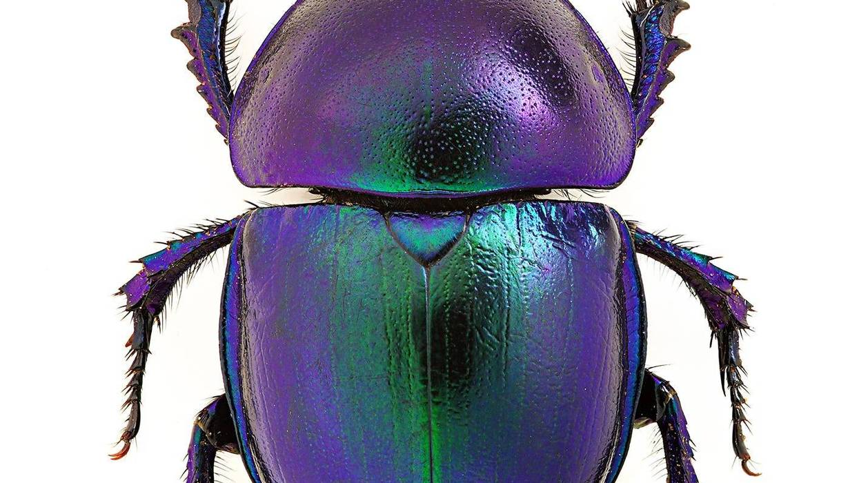 Bug