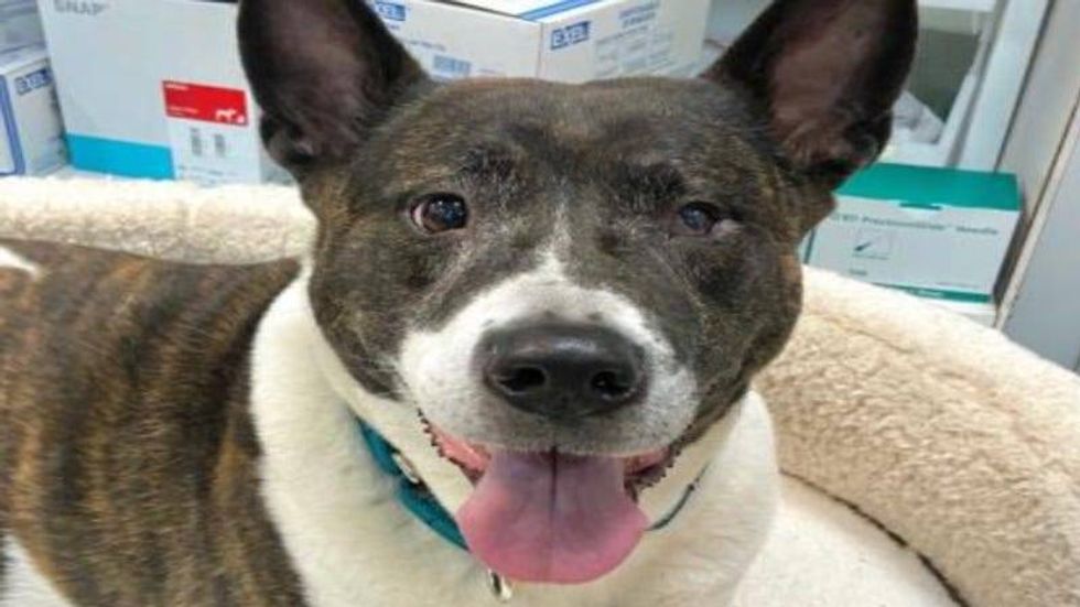 Bugz @ Austin Humane Society May 2021
