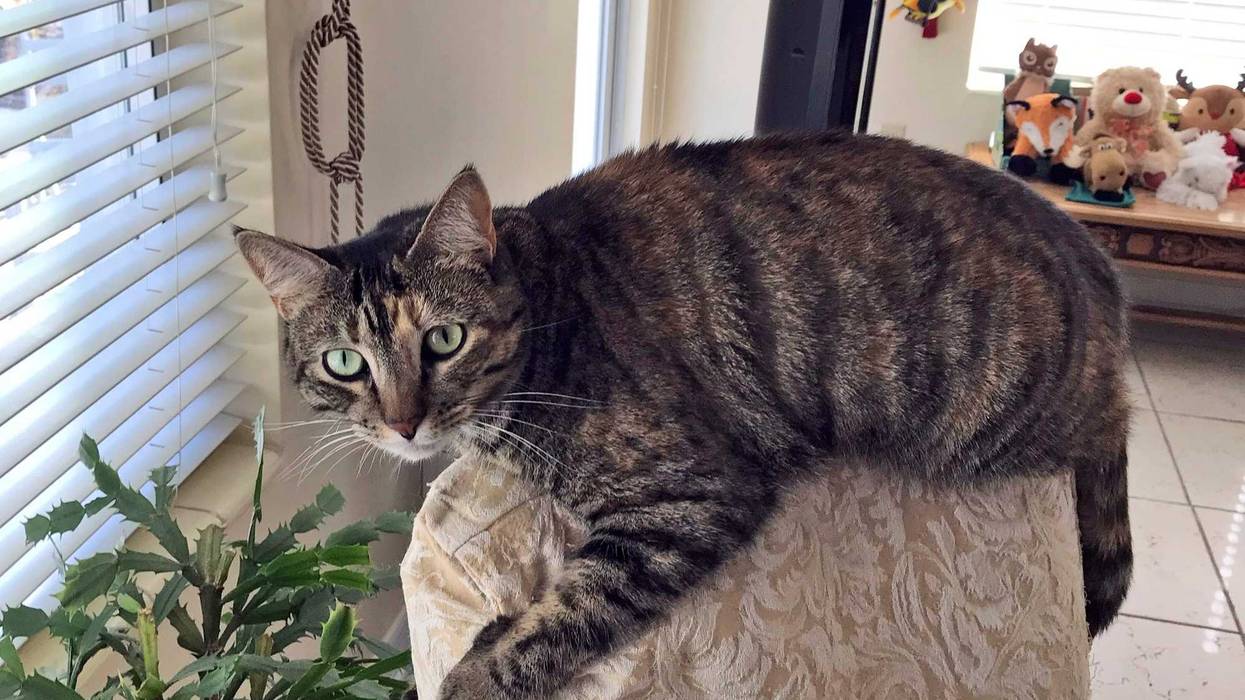 Building Collapse Missing Pets
