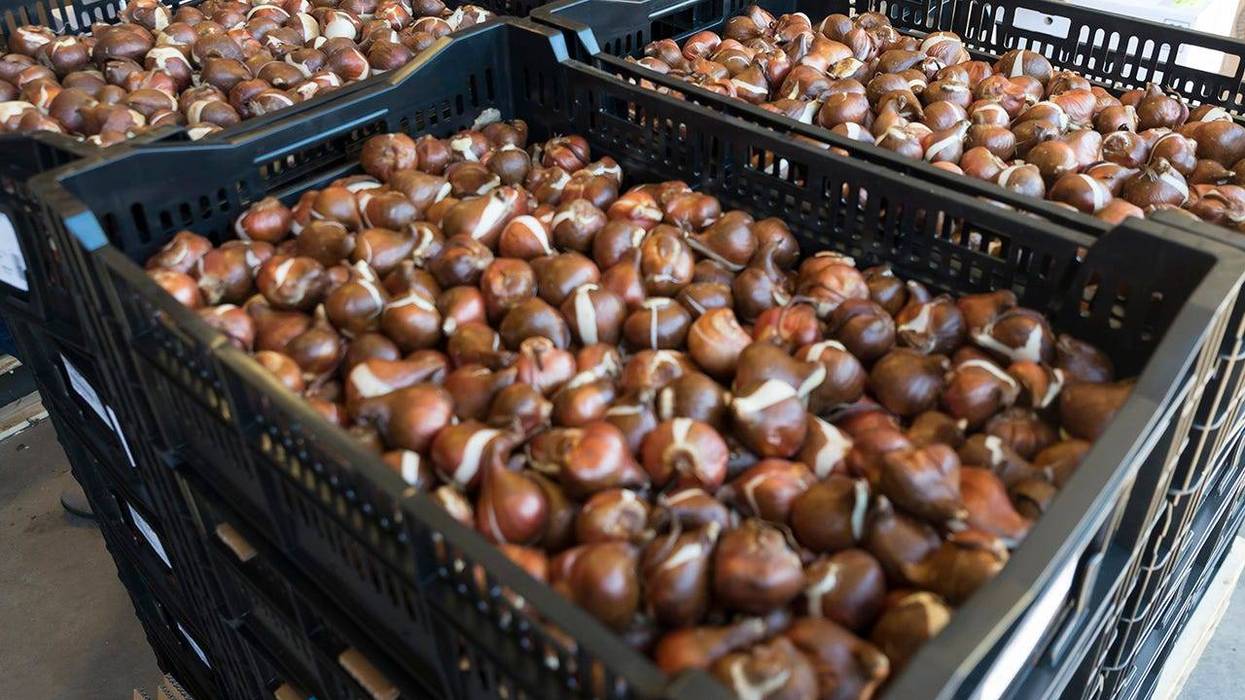 bulbs