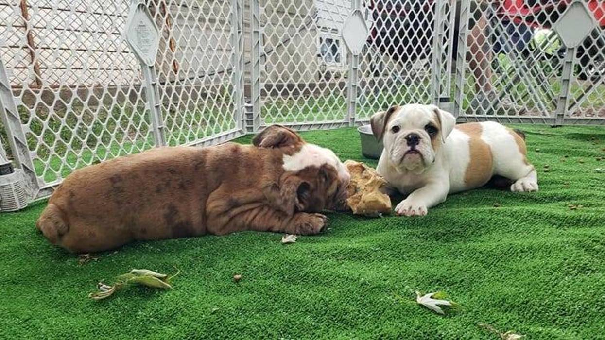 bull dog puppies - Hooligan Bullies LLC