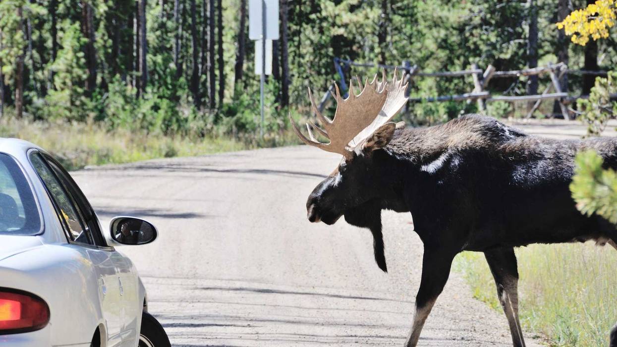 Bull moose walking in front of car on rural road in Colorado.