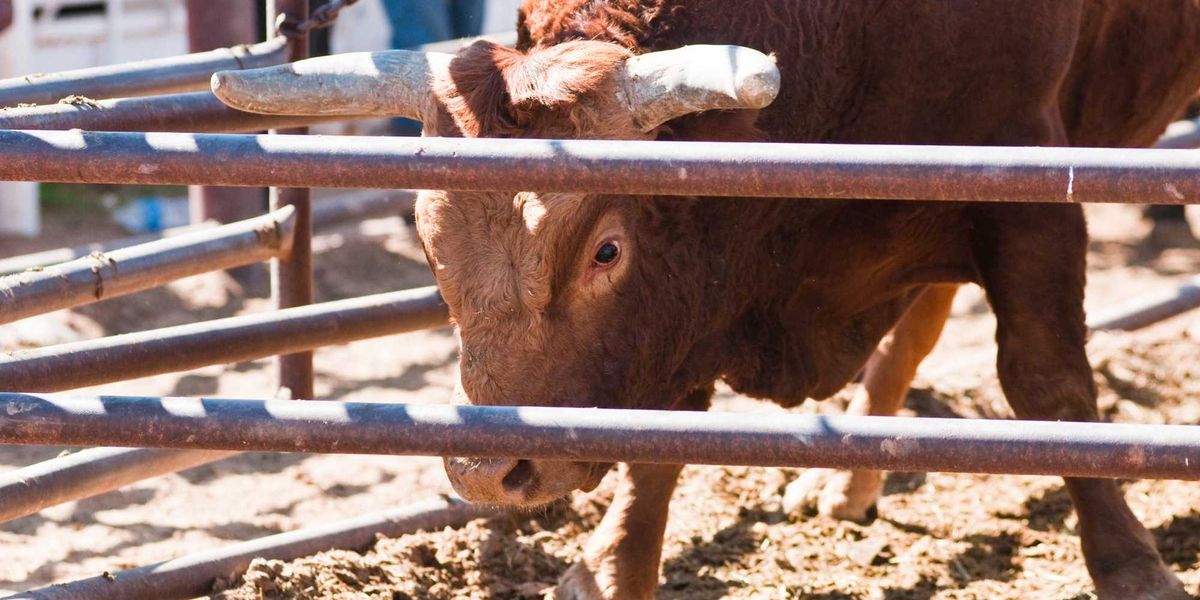 Play Bull Riding 14 year-old killed while riding bull at rodeo