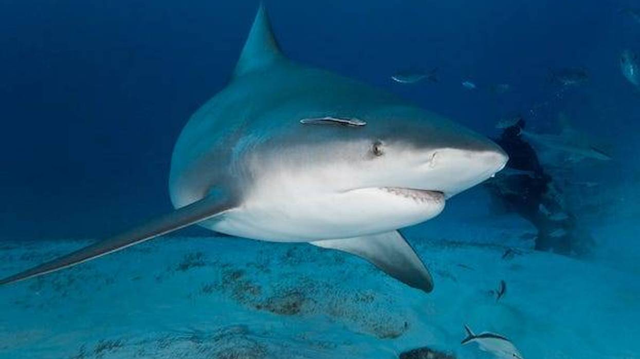 Bull shark swimming underwater