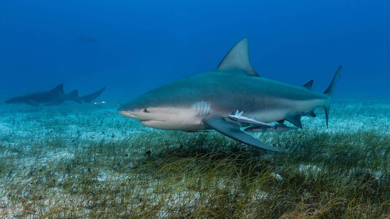 Bull shark