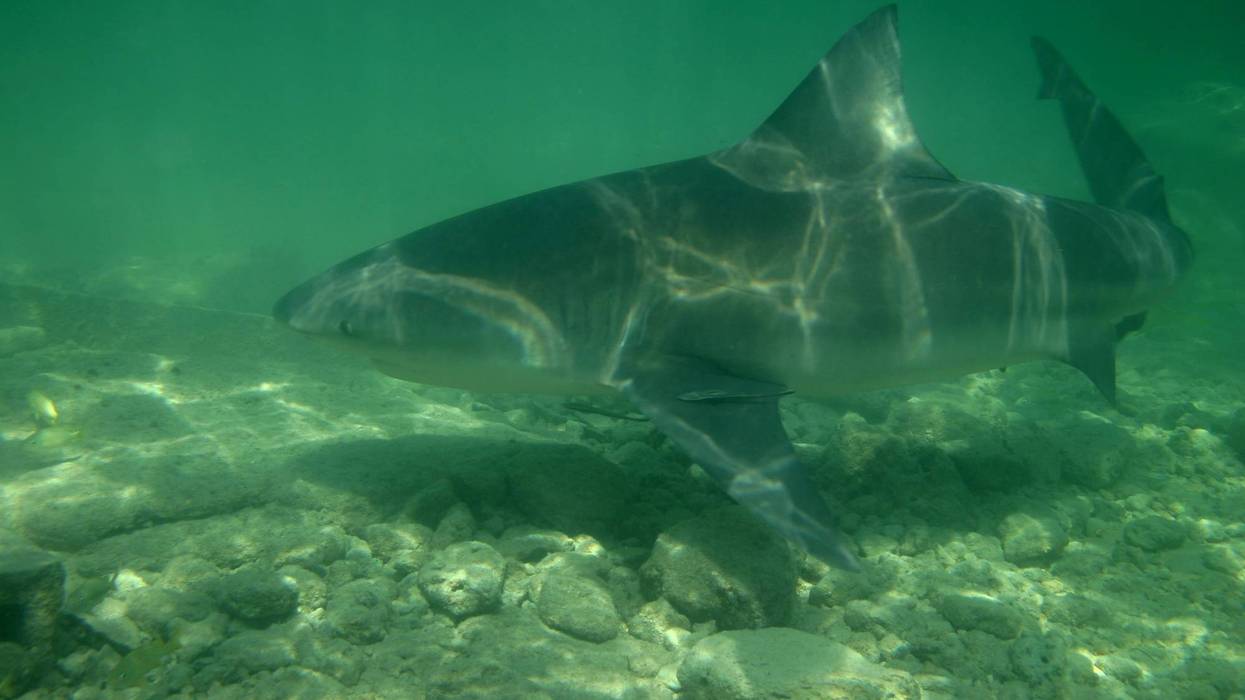 bull shark