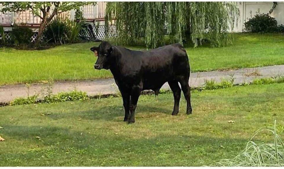 Bull