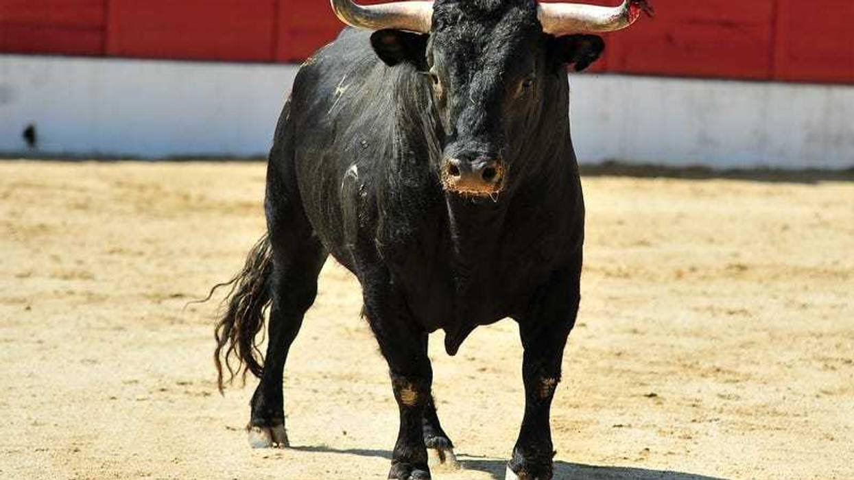 Bull
