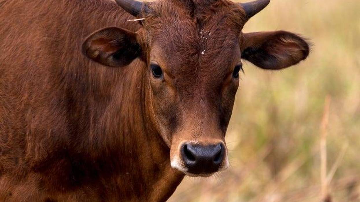 Bull