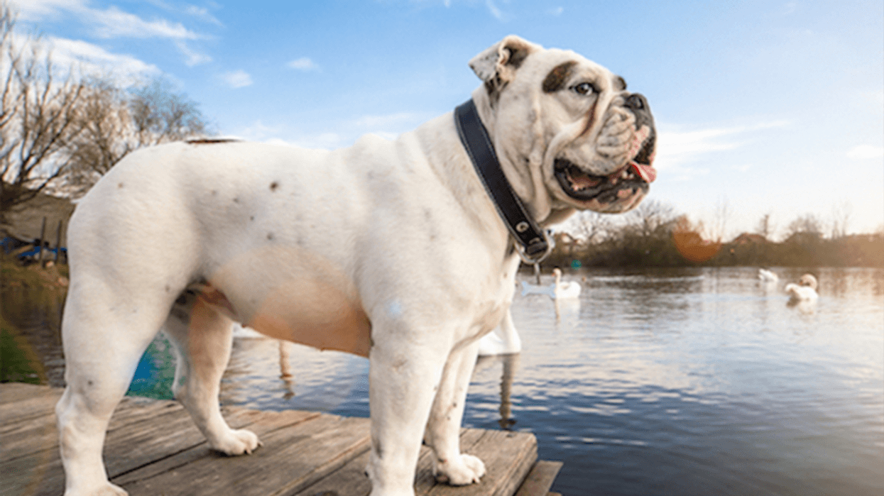 bulldog, cute, running, agility, jumping, westminster, dog show, fast