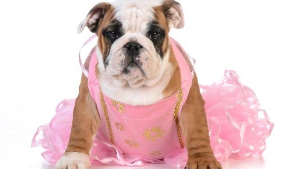 Bulldog in Tutu
