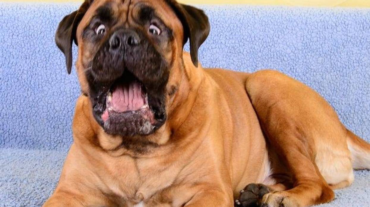 Bullmastiff Surprised