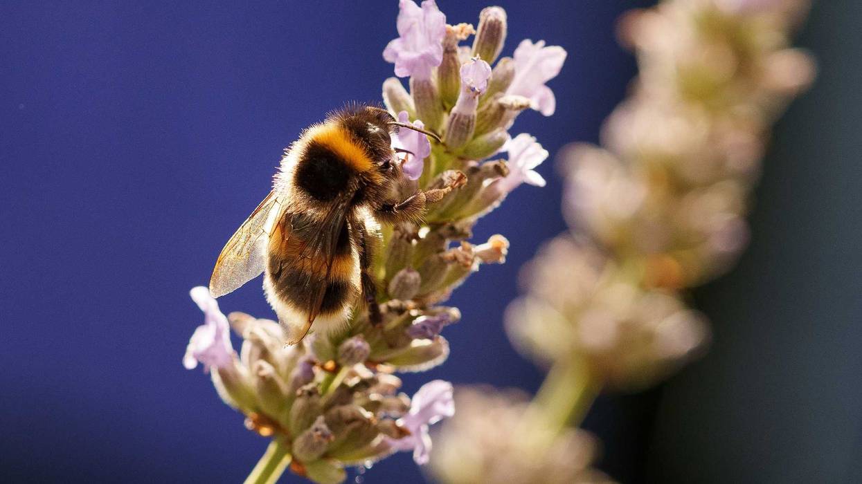 Bumble bee