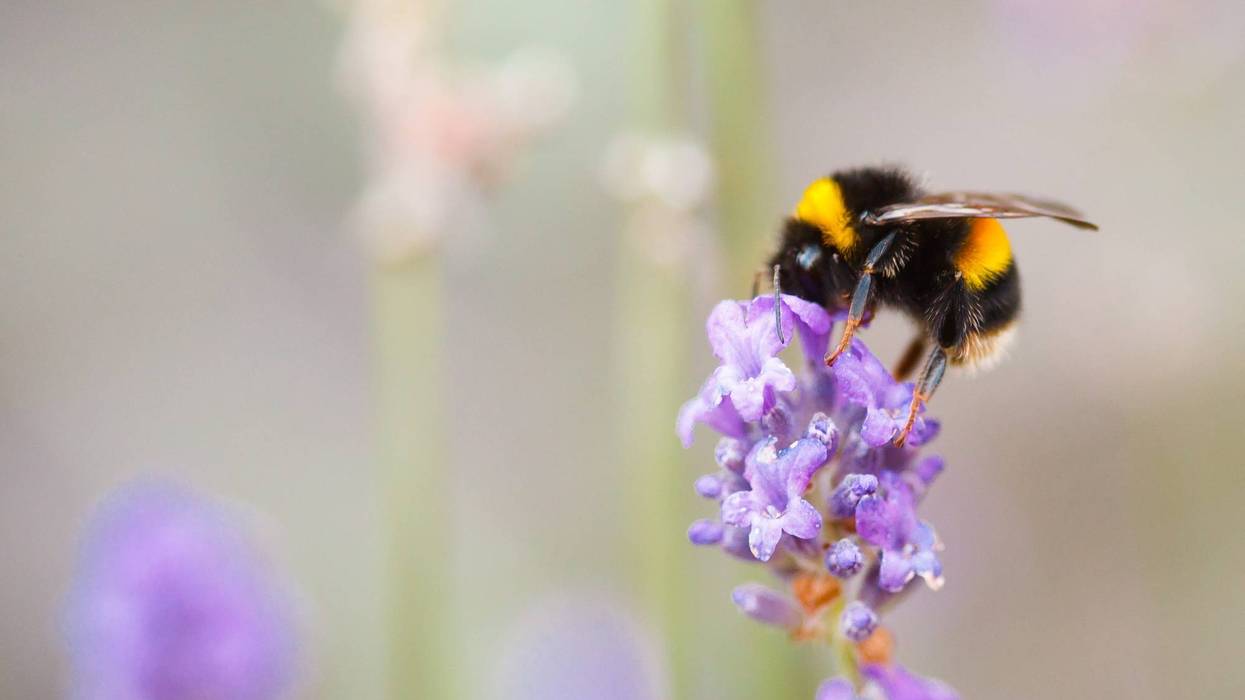 Bumblebees are now protected under the state's Endangered Species Act.