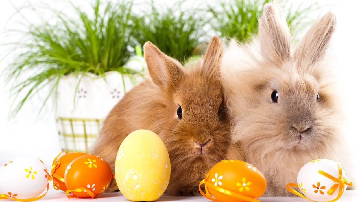 bunnies with eggs