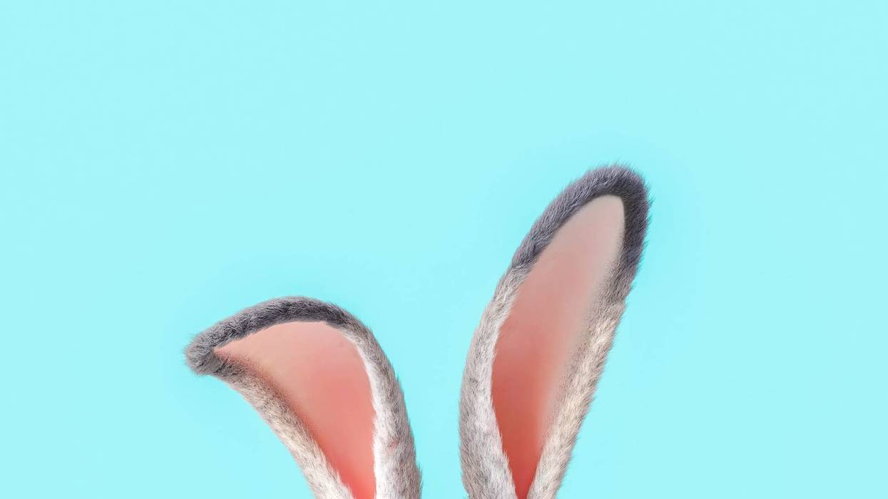 bunny ears
