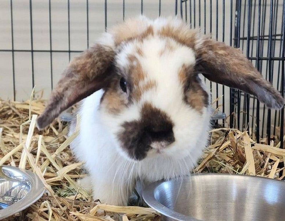 Bunny from Griffin Pond