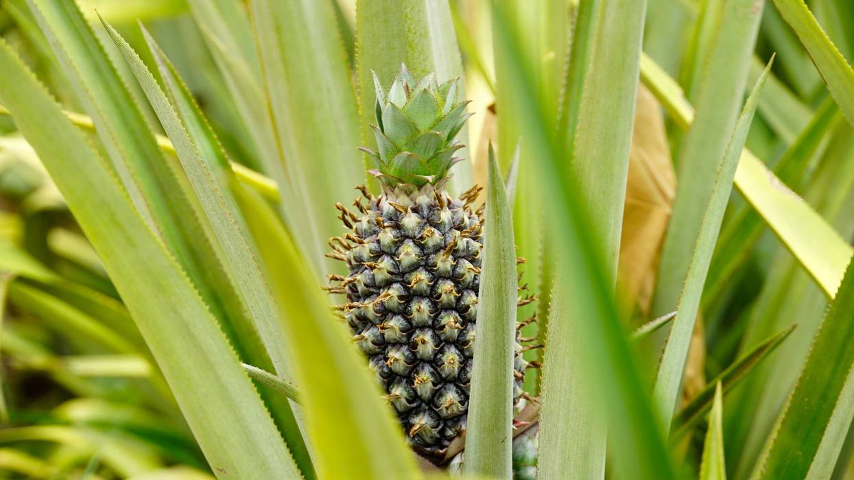 BURKINA FASO-PIÑAS