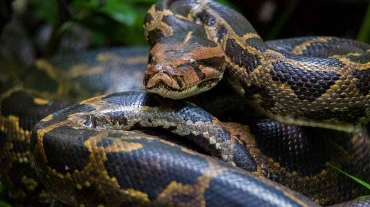Burmese_Python