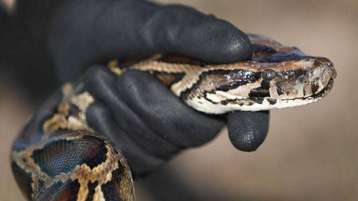 Burmese python