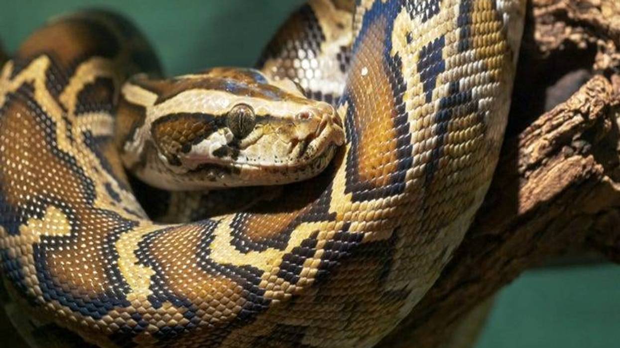 Burmese_Python
