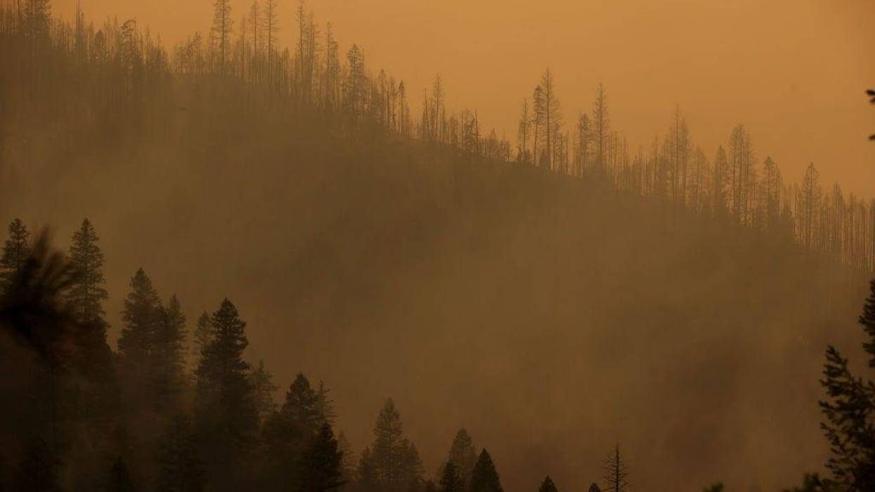 Burned trees line a hill as the Dixie Fire burns in the area on July 26, 2021 near Quincy, California.