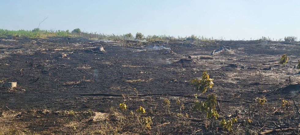 Burnt down trees