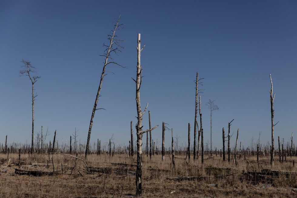 Burnt trees are seen in the Chernobyl zone close to the Ukraine-Belarus border crossing on February 13, 2022 in Vilcha, Ukraine