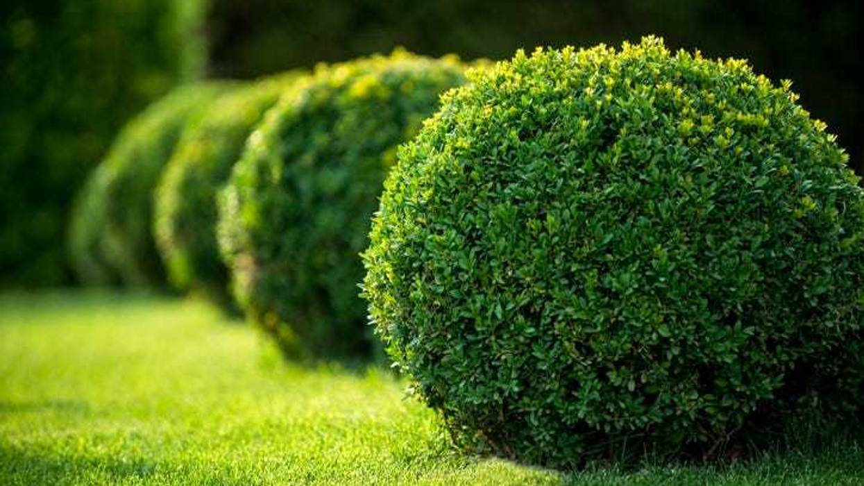 bush