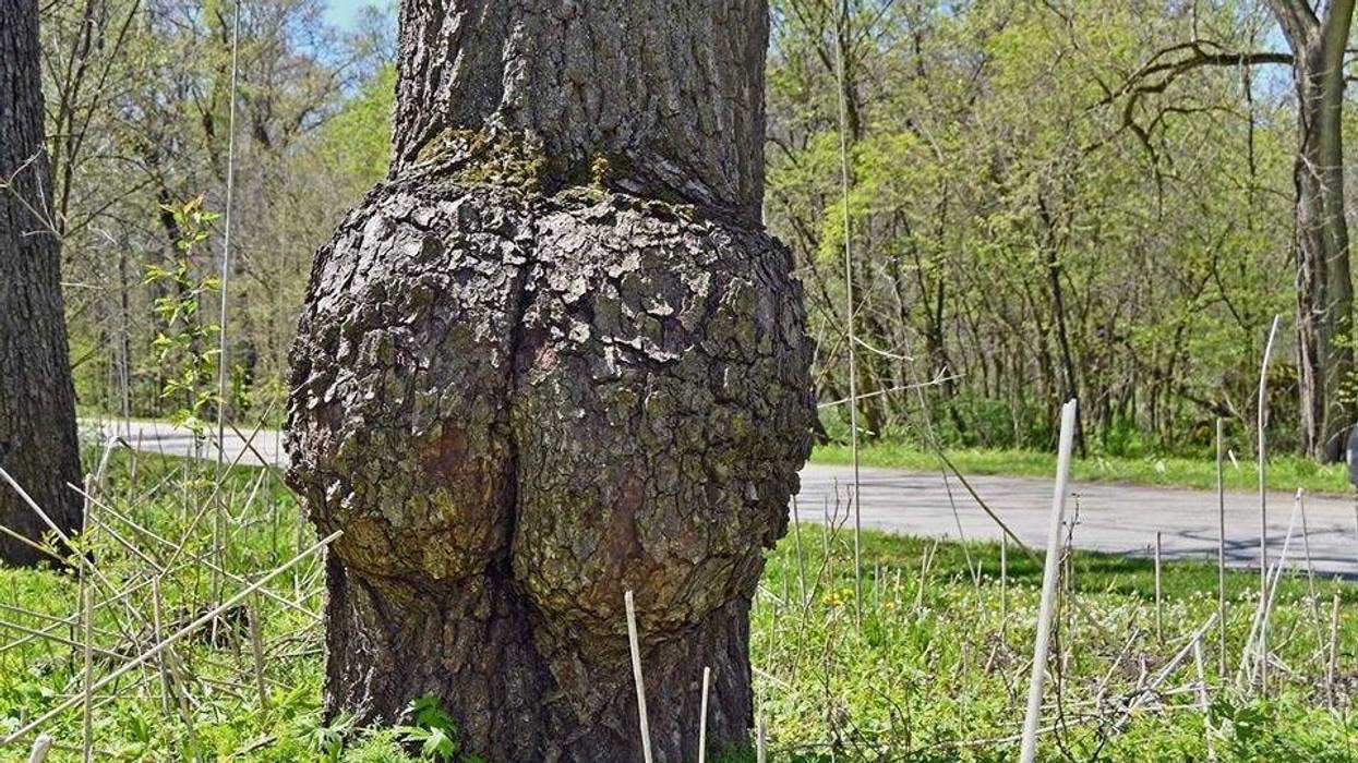 butt