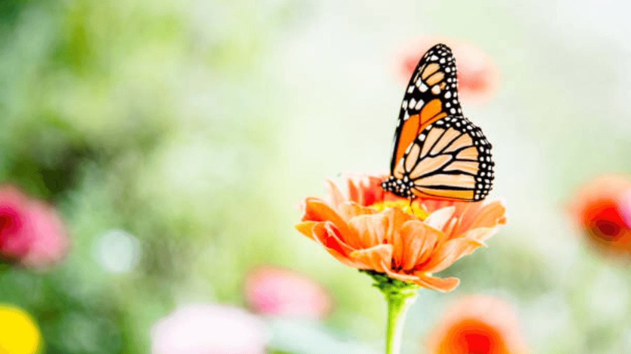 Butterflies