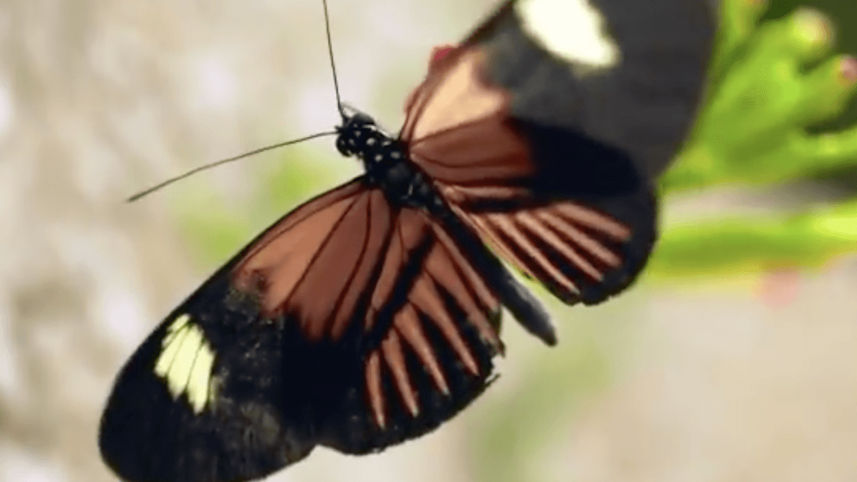 butterfly