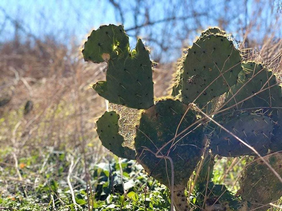 cactus