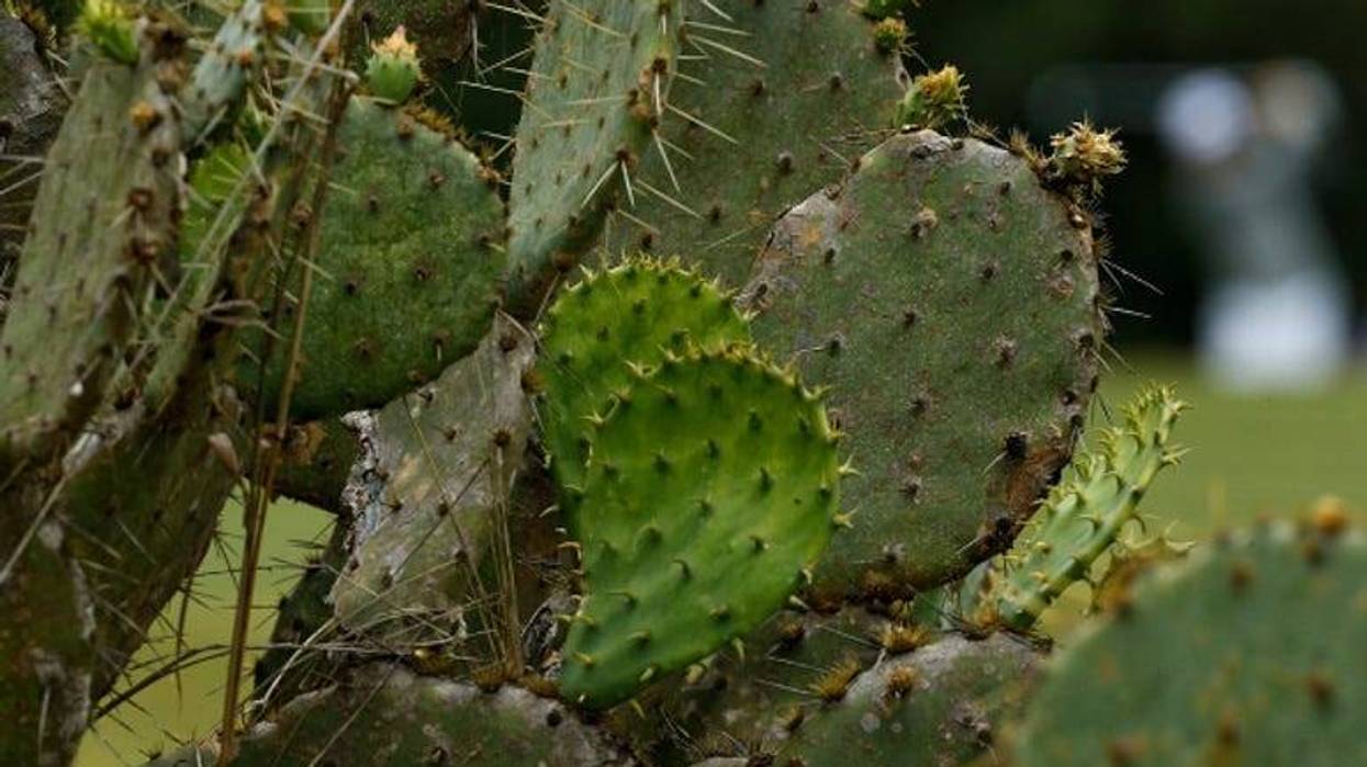 Cactus