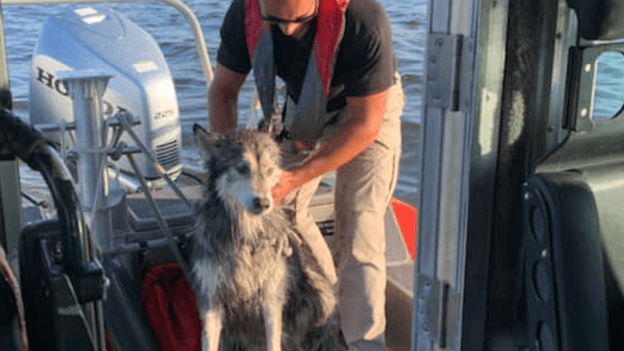 Caiden, a 10-year-old Siberian Husky, was rescued from the Atlantic Ocean during 4th of July celebrations in Union City, New Jersey on Monday.