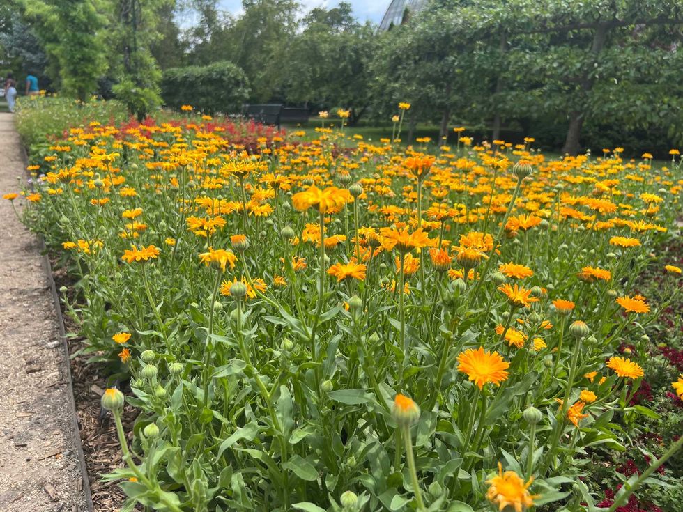 Calendulas are just one type of flower showcased in the new exhibit, which explores the life and work of Martínez.