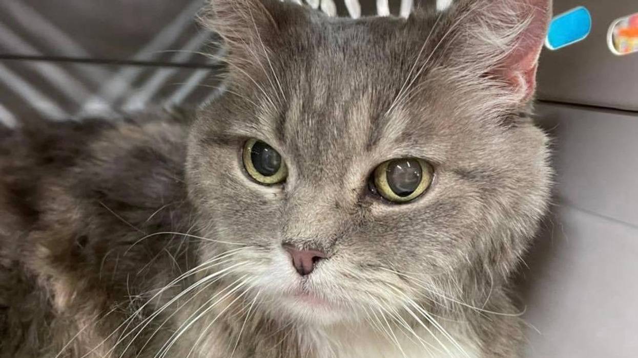 Cali, a 17 year old senior cat up for adoption through ARE Animal Rescue in Hemet