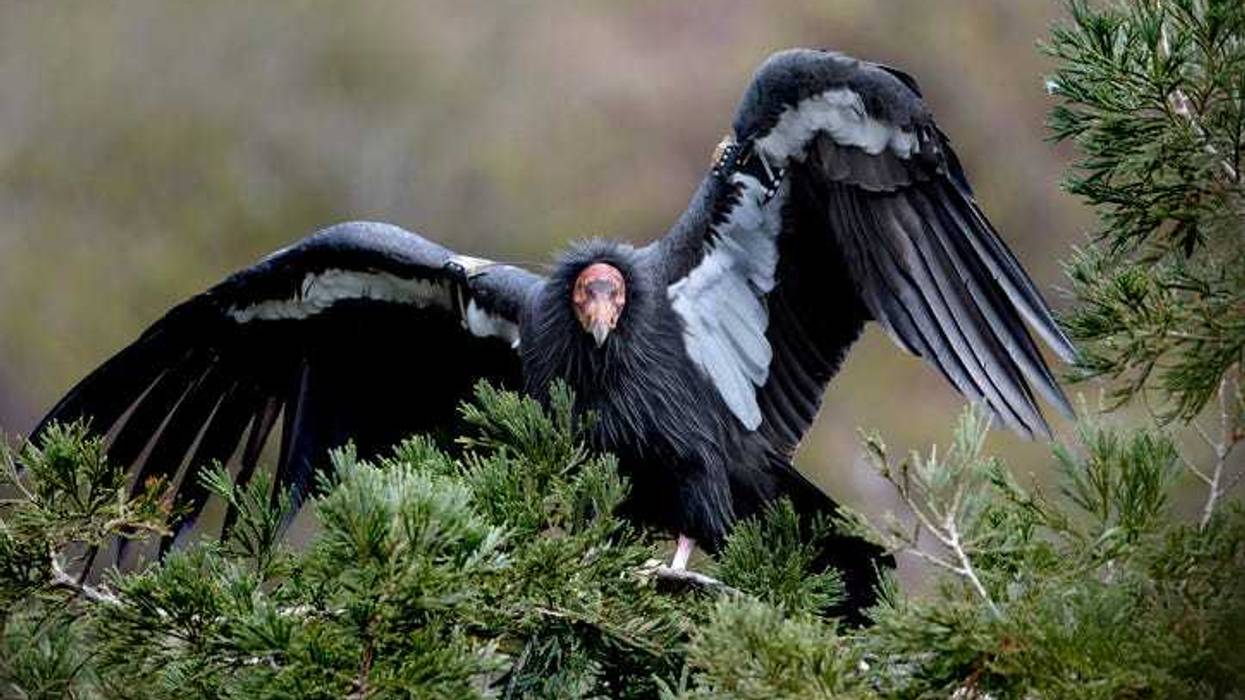 California Condor in Big Sur.